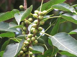 Image result for Ficus virens