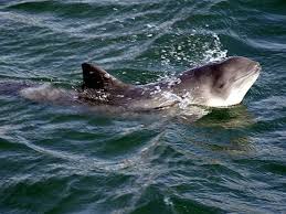 Maybe you would like to learn more about one of these? Mamiferele Din Marea NeagrÄ Sea Life Animals Animalia