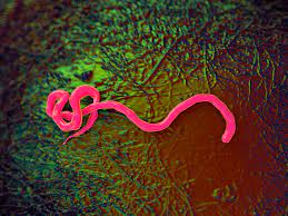Ebola, also known as ebola virus disease (evd) and ebola hemorrhagic fever (ehf), is a viral hemorrhagic fever in humans and other primates, caused by ebolaviruses. Mechanisms Behind Ebola Virus Spread Revealed