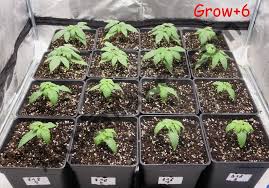 Growing Regular Cannabis Seeds Indoors Alchimia Blog