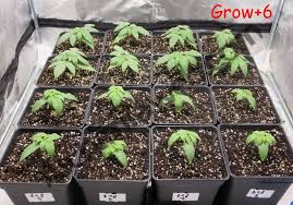 growing regular cannabis seeds indoors alchimia blog