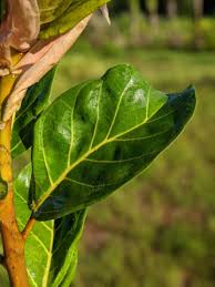 Image result for Ficus lutea