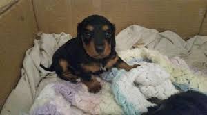 Over 17,0000 beauty products from haircare, skincare to fragrances at low discount prices. Long Haired Miniature Dachshund For Sale In Mesa Arizona Classified Americanlisted Com