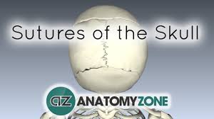 In the fetus this part of the skull is membranous, and is called the posterior fontanelle. Sutures Of The Skull 3d Models Video Tutorials Notes Anatomyzone