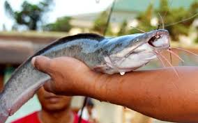 Resep umpan lele rahasia untuk memancing di kolam. Makanan Kesukaan Ikan Lele Di Sungai Ini Rahasia Cara Mancing Dan Umpan Jitu Ikan Gabus Beserta Tipsnya Hewanpedia Jevt Online