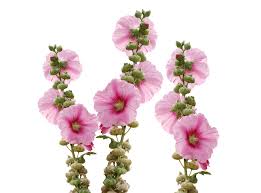 See more ideas about plants, planting flowers, flowers. Types Of Flowers 170 Flower Names Pictures Flower Glossary
