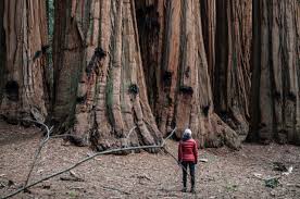 (redirected from redwood tree) redirect page. Yosemite Giant Sequoia Fact Sheet Blog Nature Pbs