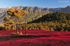 Saul Santos Diaz Photographer Isla De La Palma Islas Islas Canarias