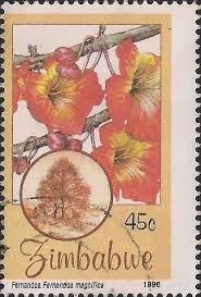 Image result for Fernandoa magnifica