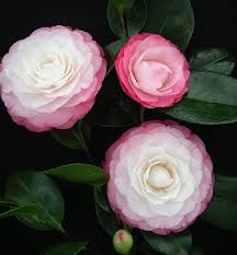 Camellia Japonica Desire U S 1973 Fleur Jardin Petits Jardins Jardins
