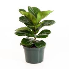 The home improvement chain edged results: Ficus Lyrata Fiddle Leaf Fig In 6 In Grower Pot Fig Plant Ficus Lyrata Fiddle Leaf Fig