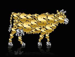 Image result for Golden Calf: What beef?