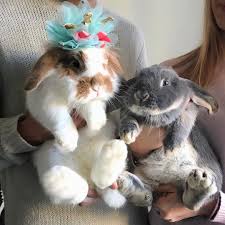 Chloe Tommy On Instagram Happy New Year 2020 Newyear Happynewyear Bunnyoninstagram Housebun Baby Animals Pictures Baby Animals Cute Bunny