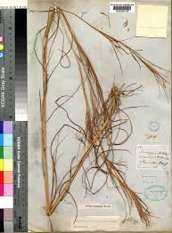 Image result for Hyparrhenia filipendula