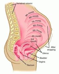 Uterus Growth Chart During Pregnancy Bedowntowndaytona Com