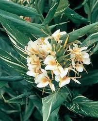 Hedychium Dr Moy Plants Rabbit Resistant Plants Ginger Flower