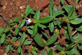 Image result for Blepharis integrifolia