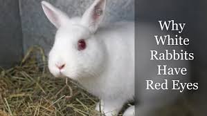 See full list on mcmobs.fandom.com Why Do White Rabbits Have Red Eyes Albinism Rabbit Care Tips