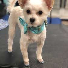 TOP 10 BEST Kittens for Sale near Brooks, OR