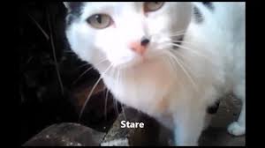 Digital pet collar camera video recorder for dogs & large cats. Researchers Strapped Video Cameras On 16 Cats And Let Them Do Their Thing Here S What They Found Science Aaas