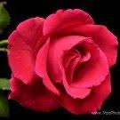 An angel named dominga, who was in hospice in colombia, dispelled any trepidations young seminarian luis duarte had about becoming a priest. Dominga Duarte Domingaduarte Profile Pinterest