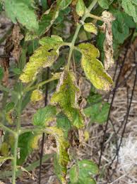 This article is a list of diseases of tomatoes (solanum lycopersicum). Tomato Plant Diseases Treatment Cromalinsupport