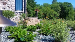 But did you check ebay? The 6 Best Native Plants For Your Sustainable Landscape In Kalamazoo R A Landscaping