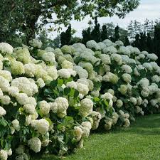 Continues to create fresh flowers through autumn for a very long lasting display. Incrediball Smooth Hydrangea Hydrangea Arborescens Proven Winners