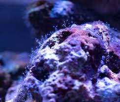 Digitate Hydroids (Good Or Bad?) | Reef Tank Resource