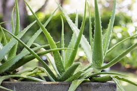 Comme la plupart des plantes succulentes, l'aloès demande un arrosage parcimonieux. Aloes Aloe Vera Planter Entretenir Rempoter Recolter Les Feuilles D Aloe Vera