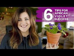 6 Tips For African Violet Success X2f X2f Garden Answer Youtube African Violet Care African Violets African Violet Pots