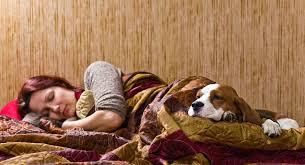 Bellevue pet sitters serves most of the bellevue, washington eastside, including mercer island, bellevue, redmond, kirkland, newcastle and issaquah.for more information about the neighborhoods we service, see our service area page. Overnight Pet Sitting Services By River Run Pet Sitters