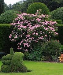 Cornus Kousa Satomi Bingerden Estate The Netherlands 2015 Beautiful Gardens Dogwood Trees Outdoor Gardens Design