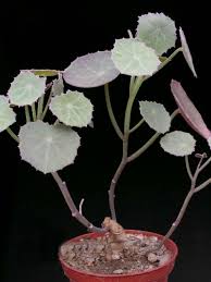Image result for Senecio oxyriifolius