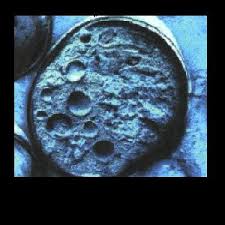 Every living thing is composed and made from cells. Understanding Animal Cells