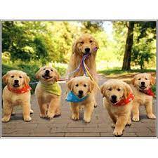 The breed is highly popular not only because they have an excellent temperament, but because they typically shed very little, if at all, making them good for people who have allergies. Teacup Golden Retriever Google Search Pets Baby Animals Puppies