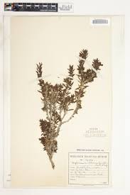 Image result for Aptosimum albomarginatum