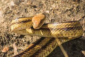 Florida Yellow Rat Snake Rich Leighton Rat Snake North American Wildlife Snake