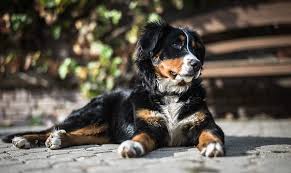 Bernese Mountain Dog Price How Much Is This Large