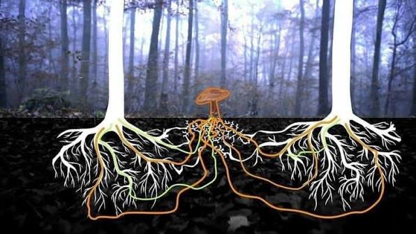 La conexión entre los árboles y los hongos ¿Sabias que los árboles se  comunican entre ellos gracias a la red de hongos en el suelo? Los árboles  no son individuos creciendo por