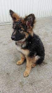 German Shepherd Puppies For Sale Shepherd Dog Breeds Shepherd Puppies German Shepard Puppies