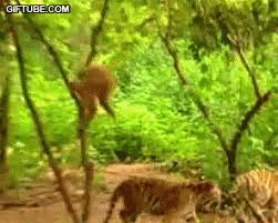 Goat 158 Daily Funny Pictures Funny Pictures Monkeys Funny Funny Cat Videos