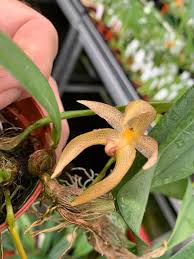 Image result for Bulbophyllum burttii