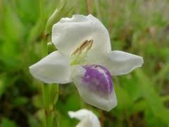 Image result for Xysmalobium heudelotianum