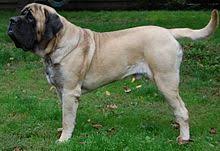 English Mastiff Wikipedia