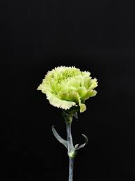 緑 カーネーション