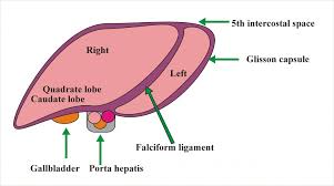 The following are some of the most important individual parts of the liver: Liver Anatomy Labpedia Net