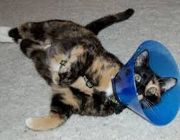 A comfy and inexpensive solution to 'the cone of shame'. The Cat Cone A Complete Owner S Guide Thecatsite Articles