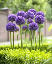 We did not find results for: Allium Bulbs Gladiator Large Purple Allium Tulip Store
