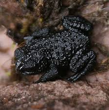 Image result for Oreosyce africana